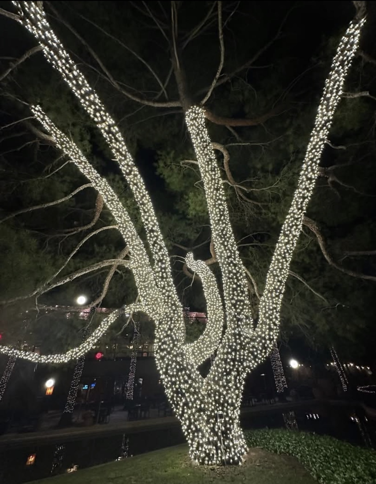 Tree Wraps